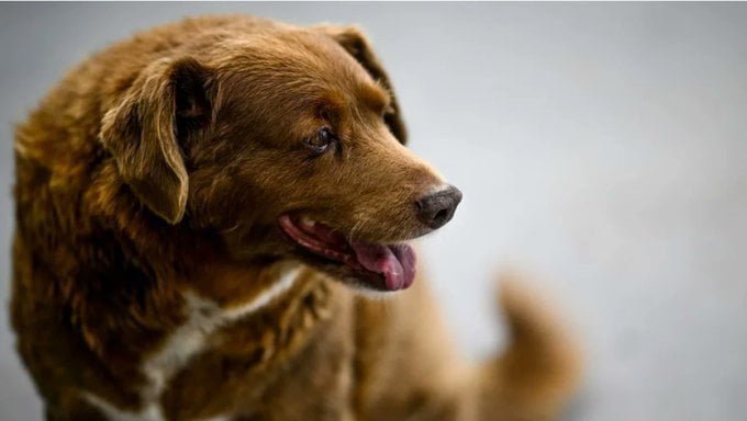 Bobi, The World’s Oldest Dog Celebrates Its 31st Birthday