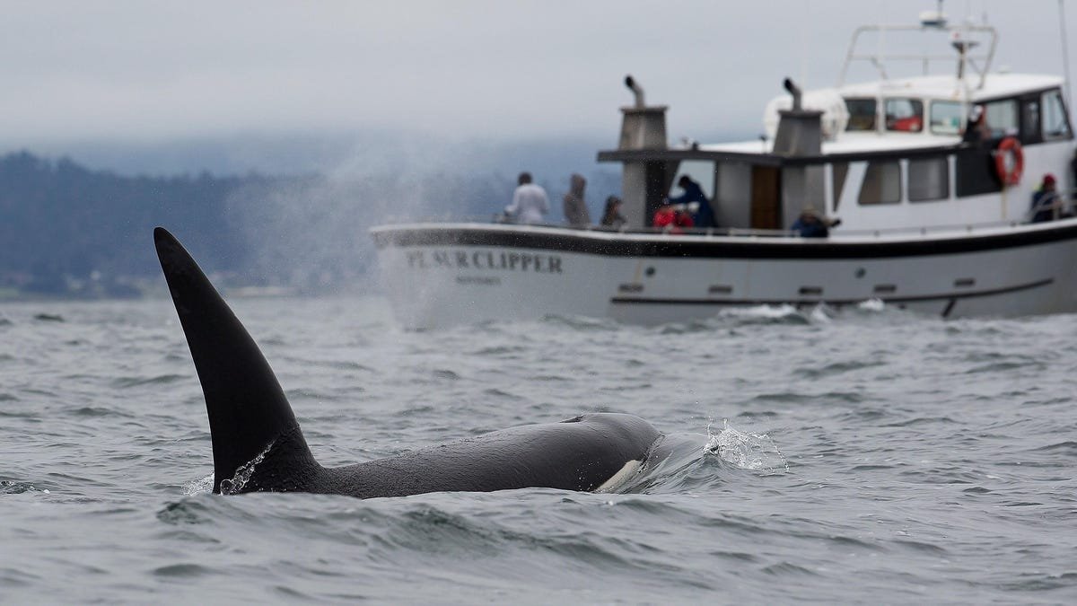 The Orcas Are Attacking Yachts And The Internet Loves It